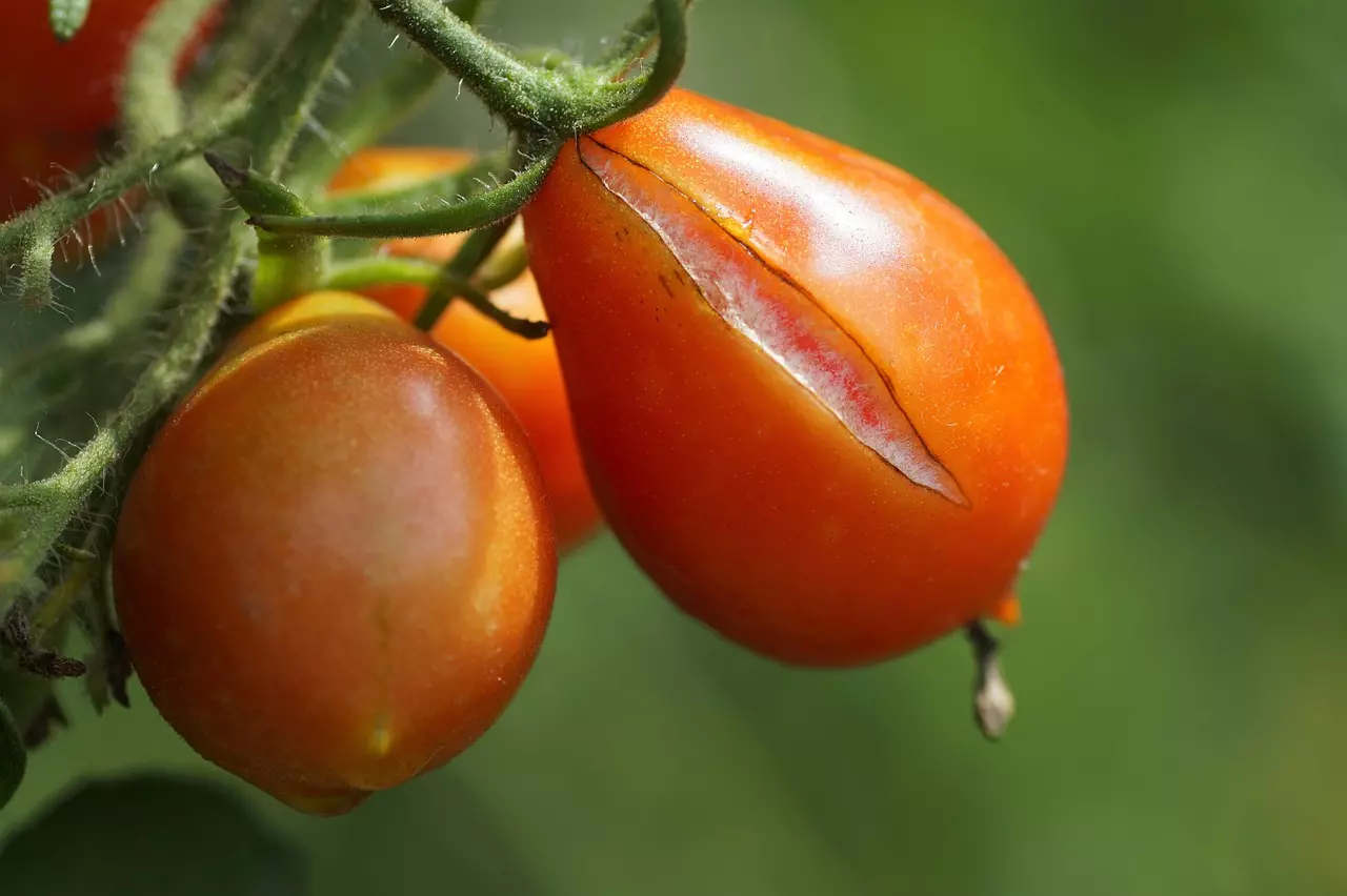Jak zabránit praskání plodů rajčat: Pomůže včasná sklizeň a další důležité kroky