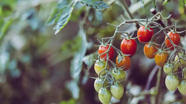 Domácí hnojiva poskytnou rajčatům mnoho živin, díky kterým…