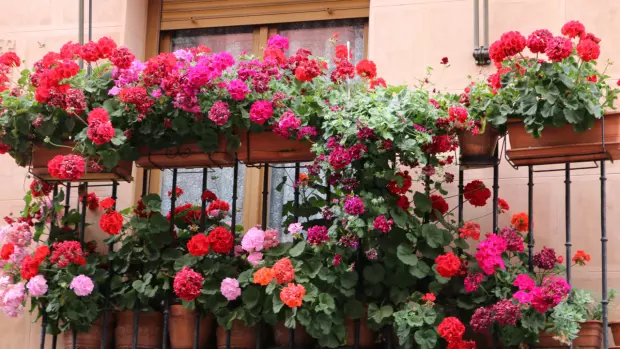 Mezi nejoblíbenější balkonové rostliny bezpochyby patří muškáty…