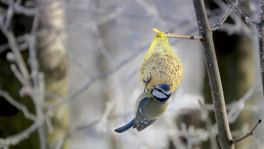 Přemýšleli jste o tom, že byste ptactvu v zimním období…