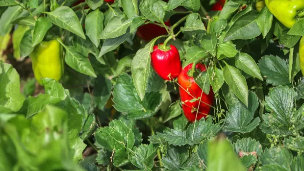 Jak je známo, papriky patří mezi velmi náročné rostliny, které…