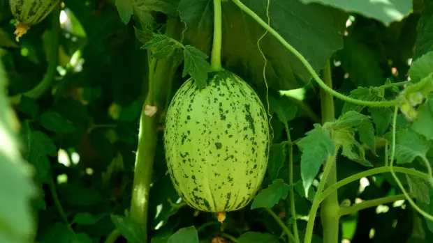Vodní meloun patří mezi letní pochoutku, kterou si s libostí…