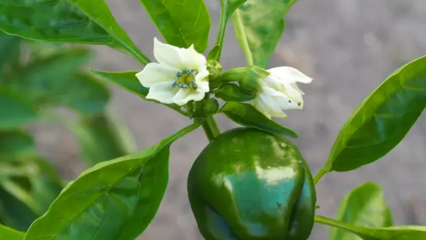 Pěstování paprik není náročné, proto je může mít na své…