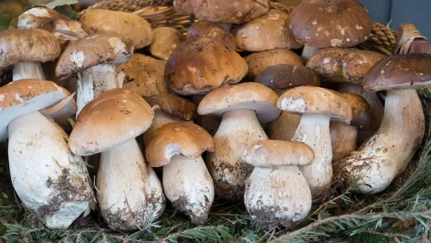 Hřib smrkový patří mezi poklady každého houbaře: Kde roste a kde ho aktuálně najít