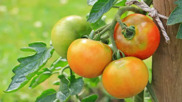 Letní ošetření rajčat pomocí kypřicího prášku: Proč a jak ho použít