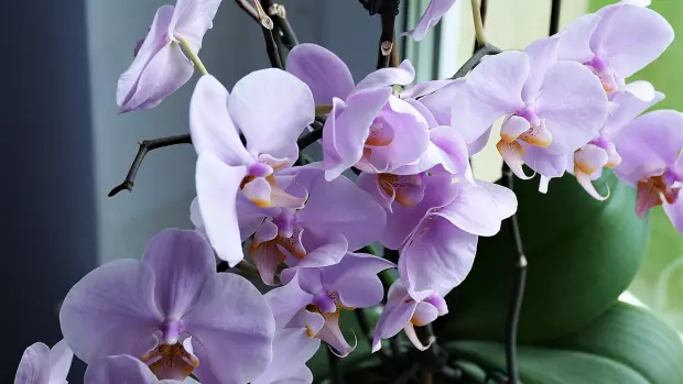 Pokud orchidej odkvete, neznamená to, že ji musíte automaticky…
