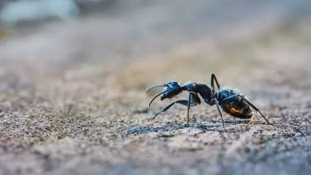 Nastal čas, kdy se nevítaní mravenci objevují v našich domovech…
