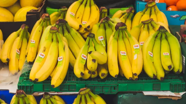 Banánové slupky jsou velice výživné, proto jsou ideální pro…