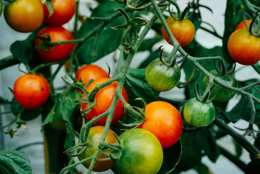 hnojení rajčat po výsadbě 