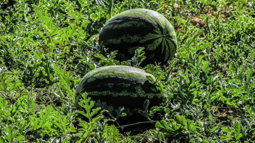 Bohatou úrodu melounu si můžete vypěstovat na zahradě – jak na to?