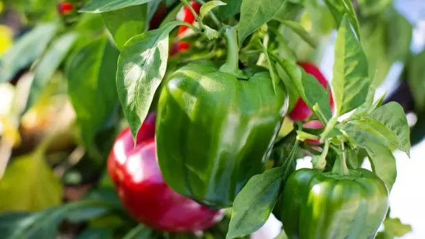 Přemýšlíte nad tím, jak správně pěstovat papriky, abyste…