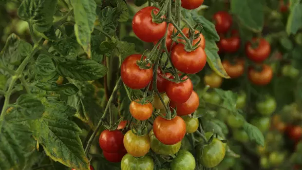 Všimli jste si, že se listy na rajčatech kroutí nebo žloutnou?…