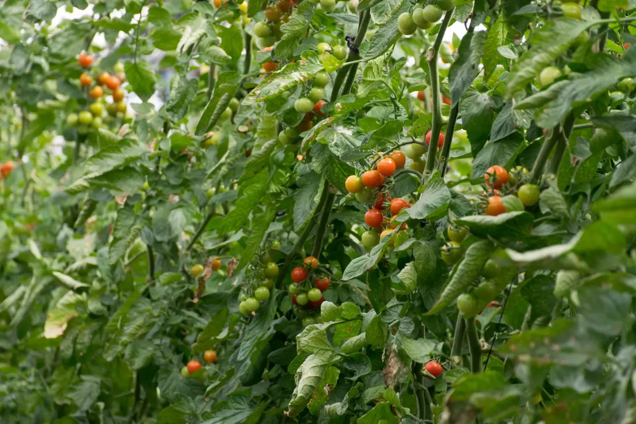 Urychlete zrání rajčat a užijte si bohatou úrodu: Jak zajistit sladké a zralé plody
