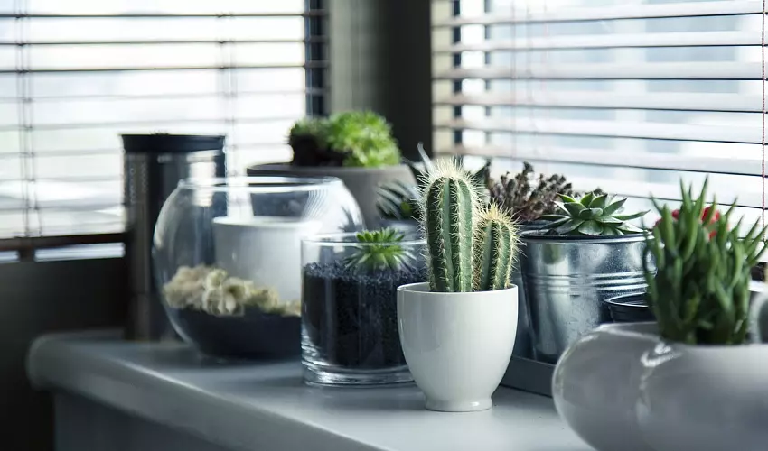 Rostliny v domácnosti: Proč by vám doma neměly chybět?