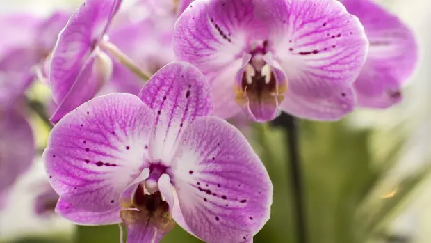 Orchideje si v posledních letech získaly srdce mnoha pěstitelů.…