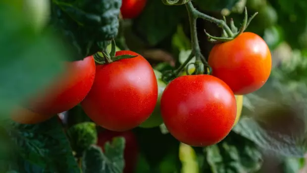 Zaštipování rajčat není složité, přesto je však potřeba ho…