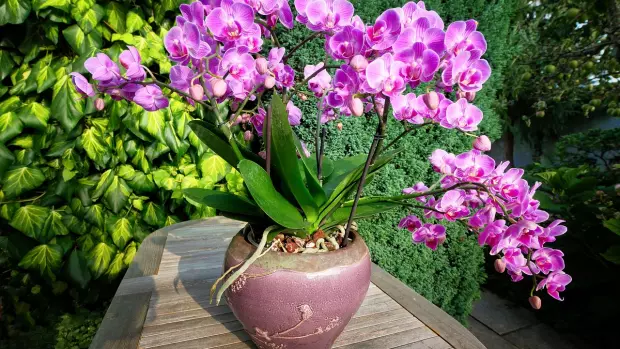 Orchidej není jen tak ledajaká pokojová rostlina. Jde o květinu…