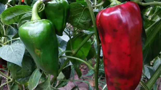 Papriky patří mezi velmi oblíbenou zeleninu, a to nejen díky…