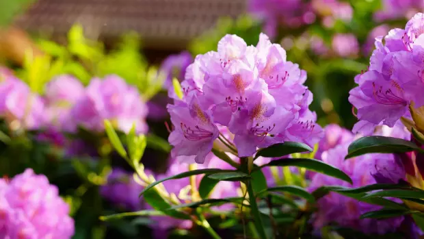Čas krásných květů rododendronů je pomalu, ale jistě za námi, a…