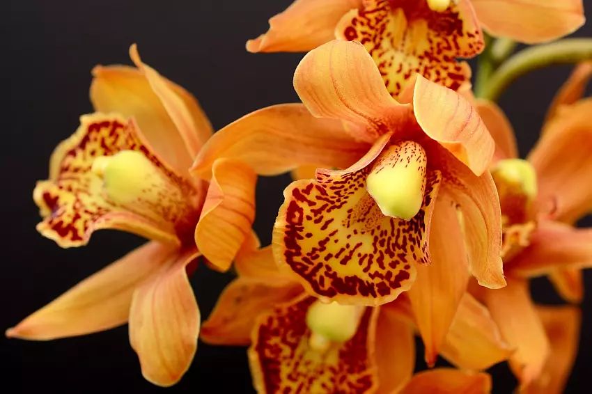 Méně známé orchideje zvládne pěstovat i začátečník – potřebují však správné umístění