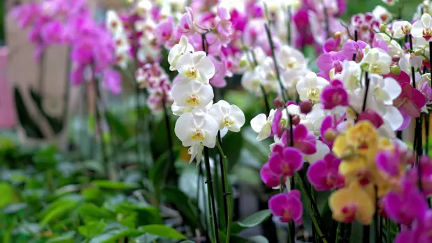 Pokud orchideje nádherně kvetou, jsou chloubou každého…