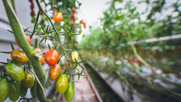 Bohatá úroda šťavnatých a vynikajících rajčat potěší každého…