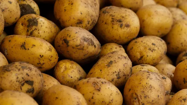 Chtěli byste pěstovat brambory, ale již nemáte místo na zahradě…