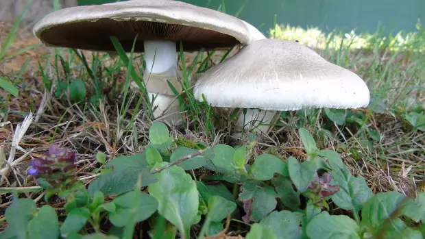 Houby rostou skoro po celé České republice, a tak houbaři…
