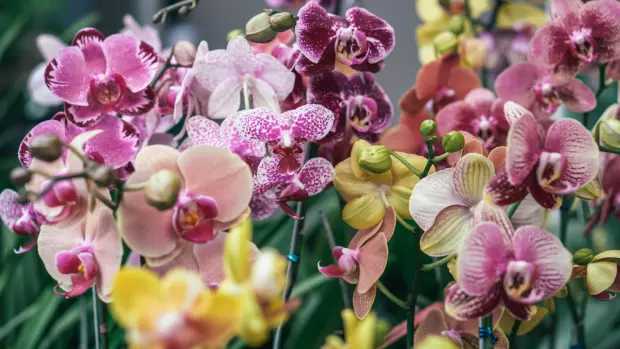 Orchideje patří mezi náročné rostliny, které potřebují…